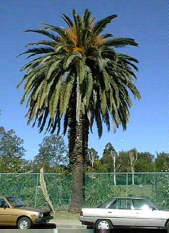 Canary Island Date Palm